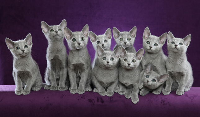 Russian Blue Kittens for sale