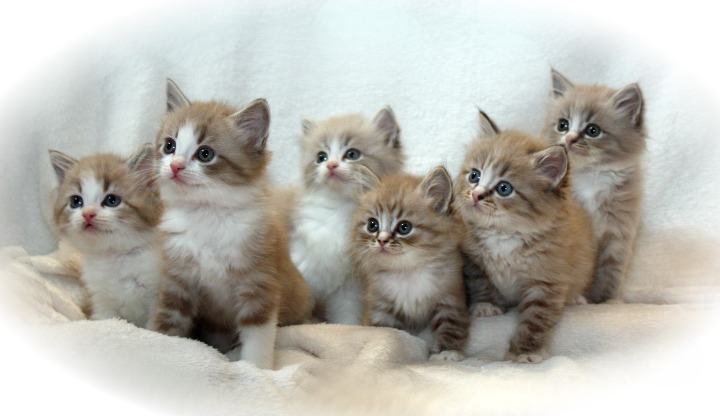 ragamuffin Kittens for sale1